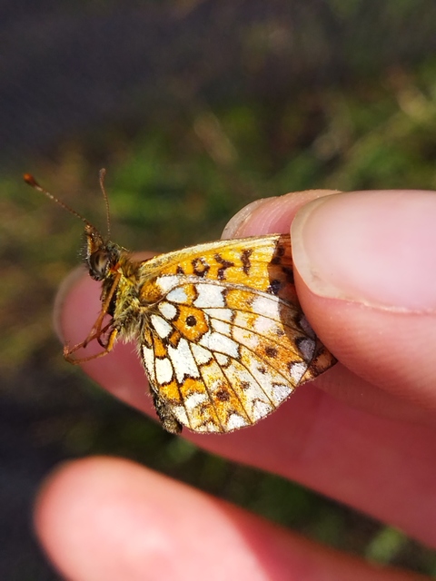 Boloria selene - fakó gyöngyházlepke