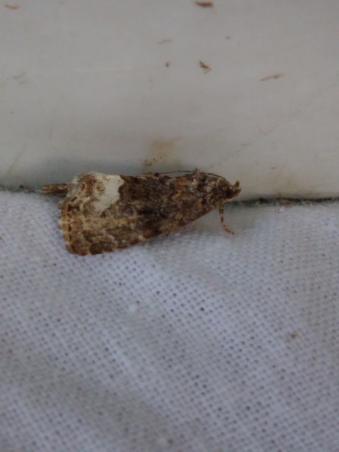 fehérsávos apróbagoly - Protodeltote pygarga