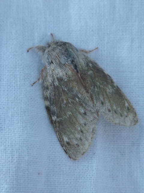 bükkfa-púposszövő - Stauropus fagi