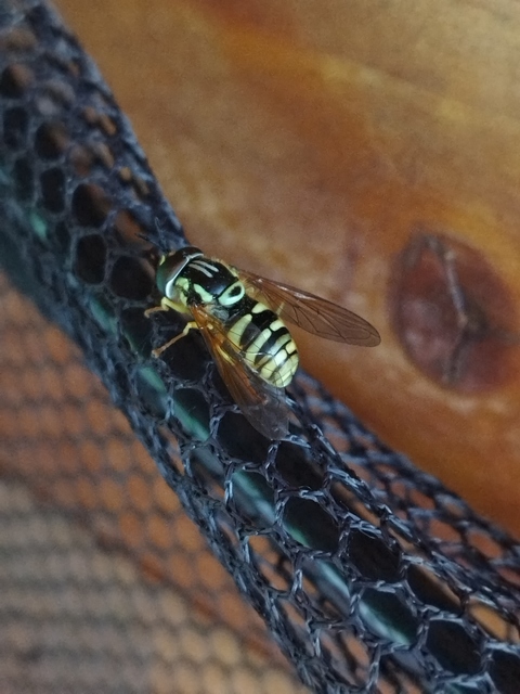 Chrysotoxum