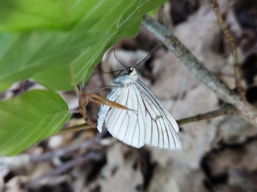 vonalas fehéraraszoló - Siona lineata