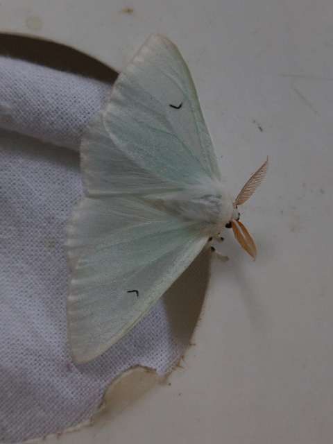 L-betűs gyapjaslepke - Arctornis l-nigrum