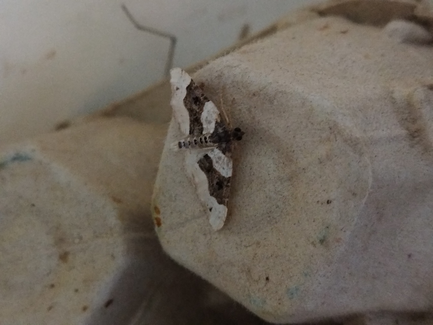 szemes galajaraszoló - Cosmorhoe ocellata