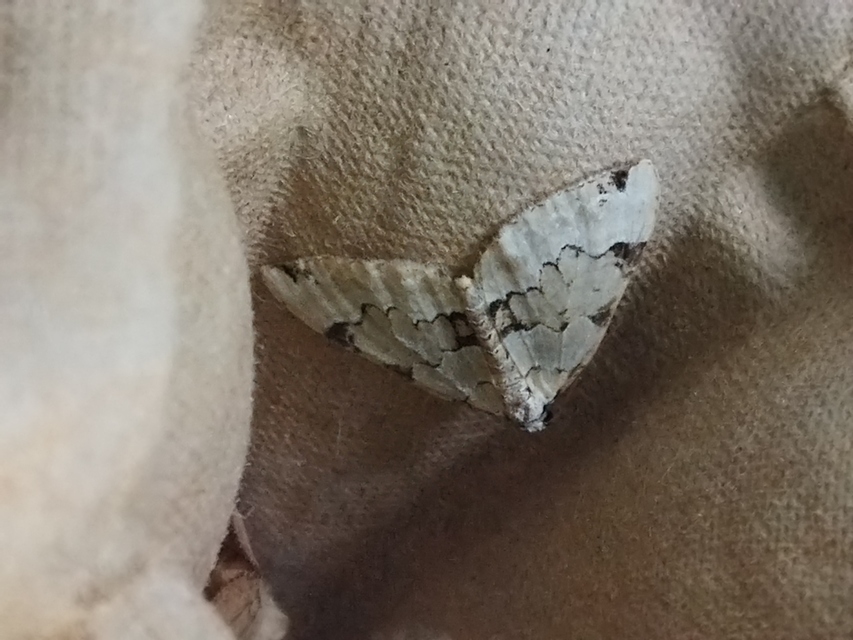 zöld levélaraszoló - Colostygia pectinataria