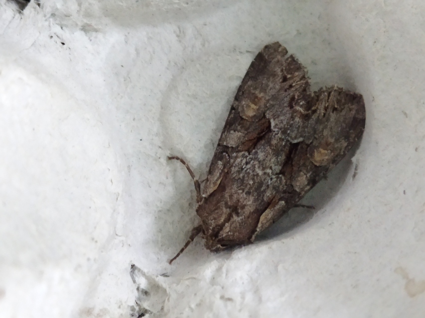 rekettyebagoly - Lacanobia w-latinum