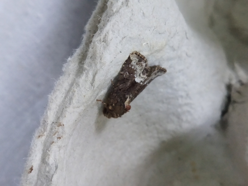 kormos dudvabagoly - Oligia strigilis