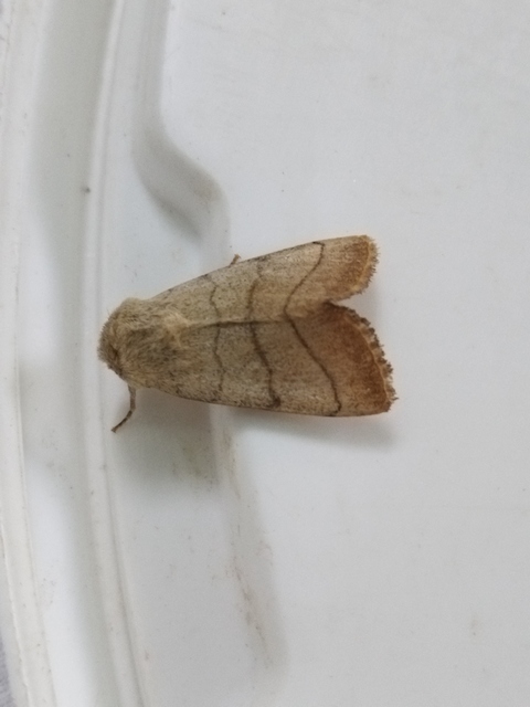 háromsávos lombbagoly - Charanyca trigrammica