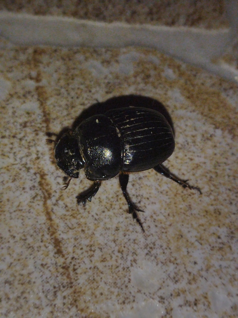 Copris lunaris - közönséges holdszarvú-ganéjtúró