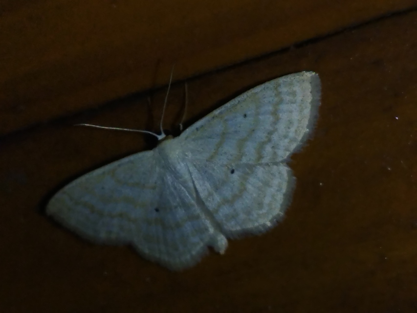 réti fehéraraszoló - Scopula immutata