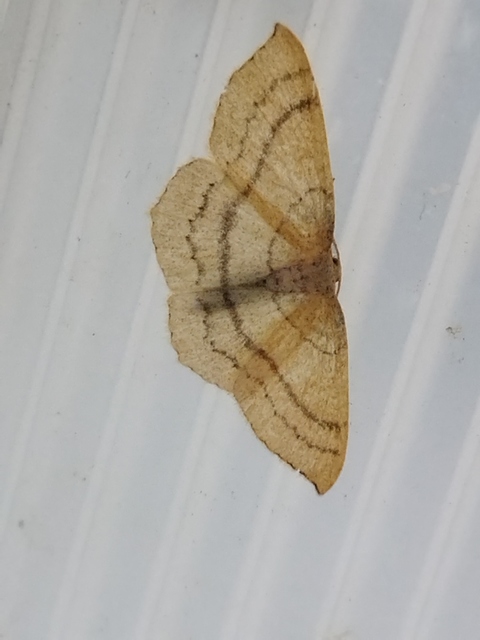 vonalas pettyesaraszoló - Cyclophora linearia