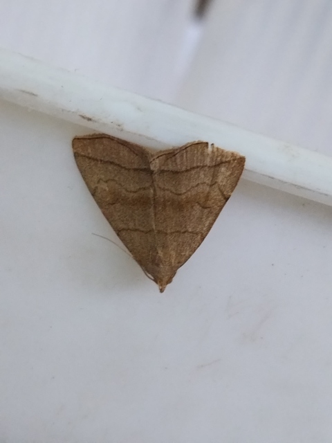 szőröslábú karcsúbagoly - Herminia tarsicrinalis