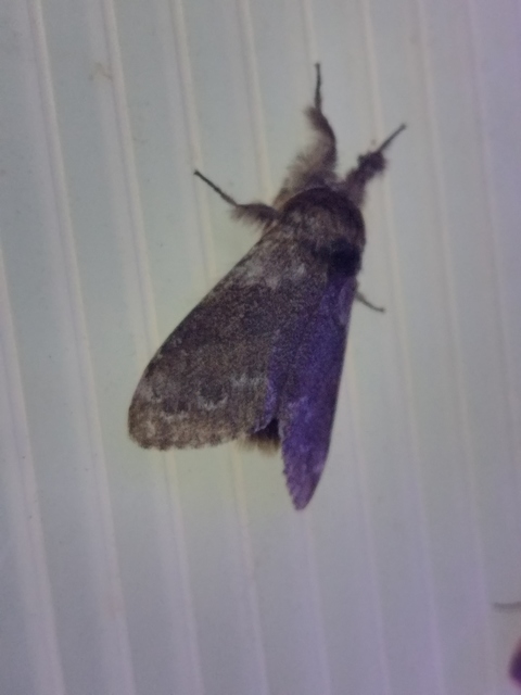 hamvasszövő - Calliteara pudibunda