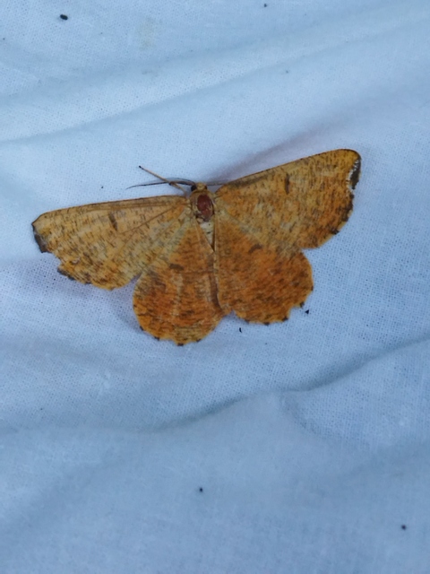 sárga kökényaraszoló - Angerona prunaria