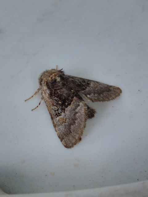 mogyoróbagoly - Colocasia coryli