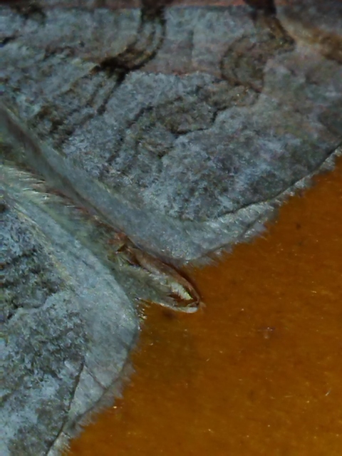 szürke csíkosaraszoló - Aplocera plagiata