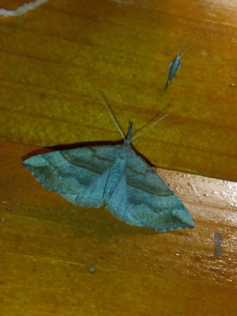 ormányos karcsúbagoly - Hypena proboscidalis