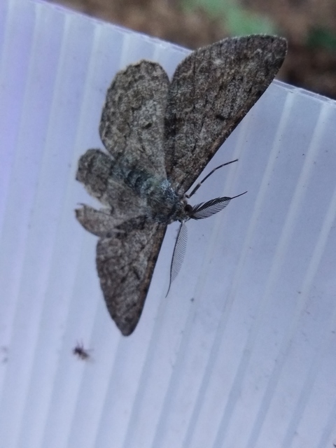 nagy tölgyfaaraszoló - Hypomecis roboraria