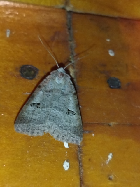 hegyi csüdfűbagoly - Lygephila viciae