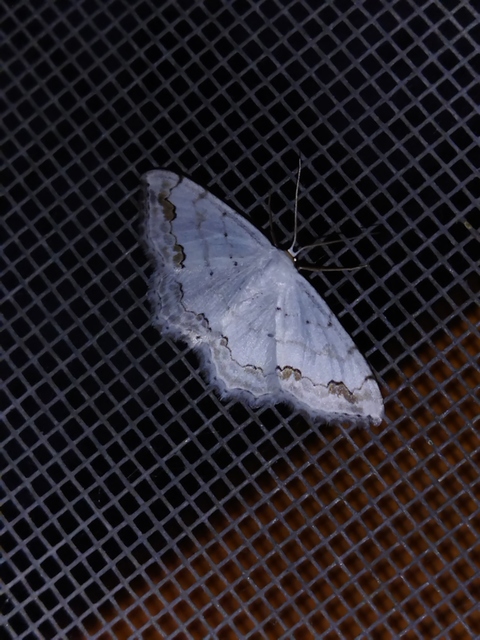 díszes fehéraraszoló - Scopula ornata