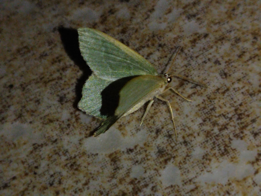 nyír-zöldaraszoló - Hemithea aestivaria