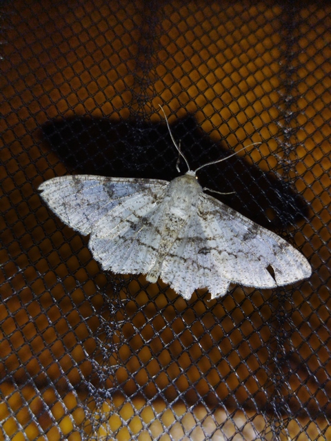 holdas faaraszoló - Ascotis selenaria