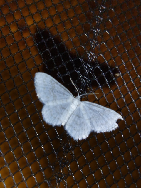 gyertyán-fehéraraszoló - Asthena albulata