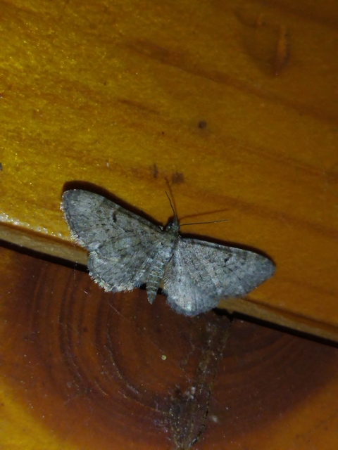 boróka-törpearaszoló - Eupithecia intricata