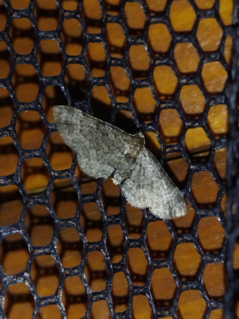 almavirág-araszoló - Pasiphila rectangulata