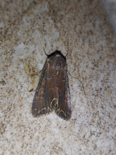 tarka kertibagoly - Lacanobia suasa