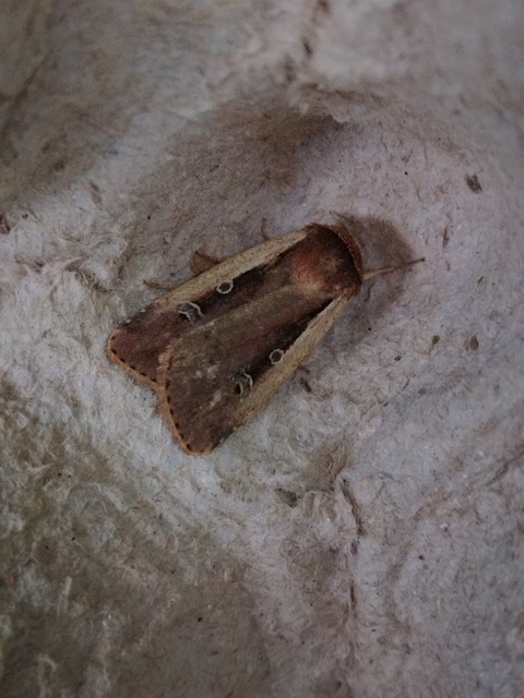 fehérszegélyű fűbagoly - Ochropleura plecta