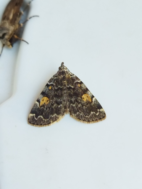 sárgafoltú kuszarajzúbagoly - Idia calvaria