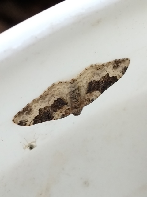 sávos galajaraszoló - Epirrhoe galiata