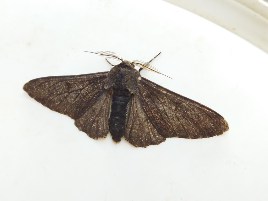 szürkepettyes araszoló - Biston betularia