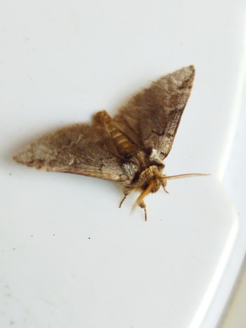 feketefoltos púposszövő - Drymonia obliterata