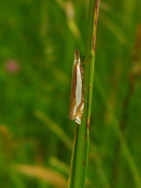 Crambus pascuella - lápréti fűgyökérmoly