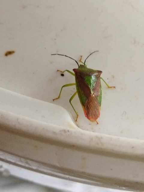 Acanthosoma haemorrhoidale - nagy dajkapoloska Acanthosoma haemorrhoidale - nagy dajkapoloska