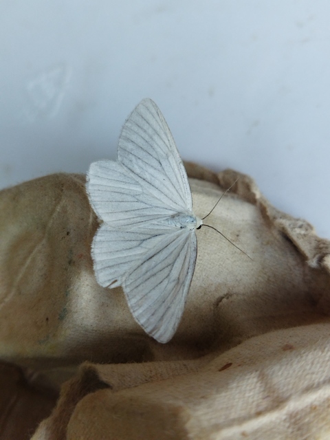 Siona lineata - vonalas fehéraraszoló