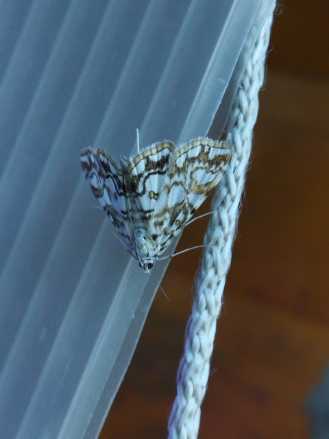 Elophila nymphaeata - tarka vízimoly