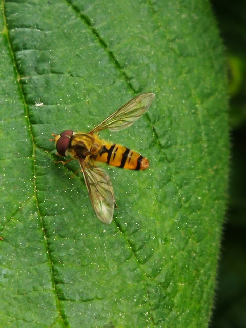 Episyrphus balteatus - ékfoltos zengőlégy