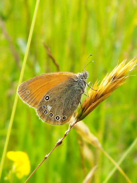 Coenonympha glycerion - közönséges szénalepke