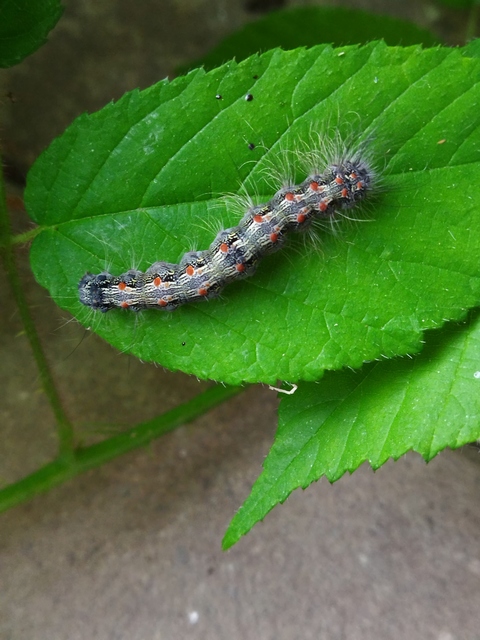 négypettyes zuzmószövő - Lithosia quadra