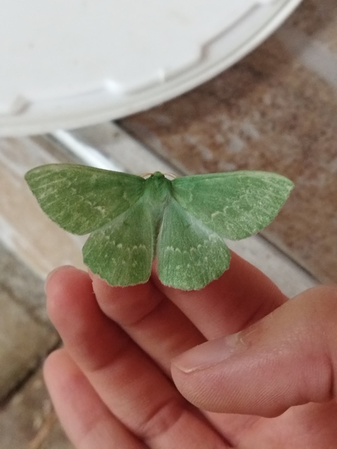 Geometra papilionaria - nagy zöldaraszoló