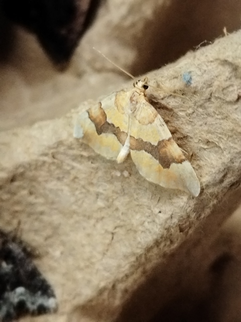 Cidaria fulvata - rózsaaraszoló