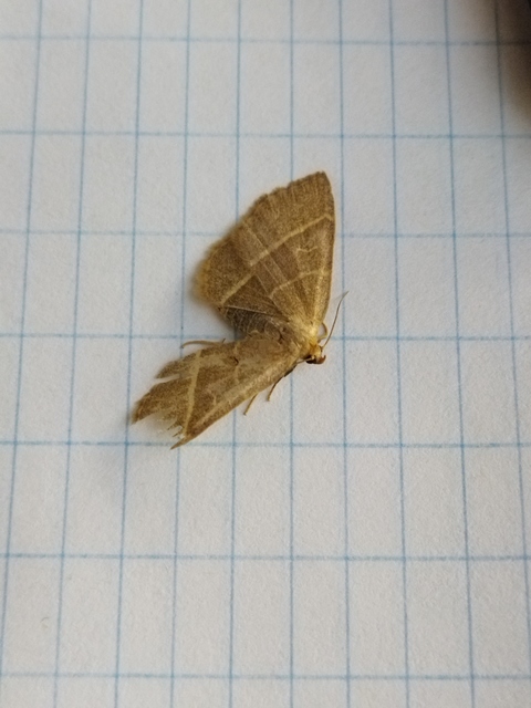 sárgacsíkos karcsúbagoly - Trisateles emortualis