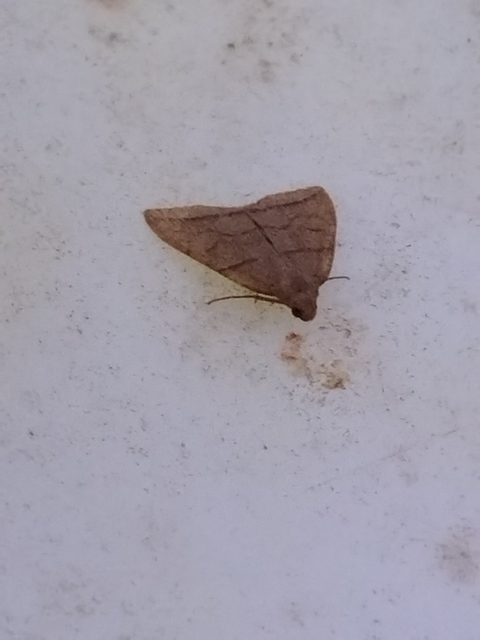 Herminia grisealis - ligeti karcsúbagoly