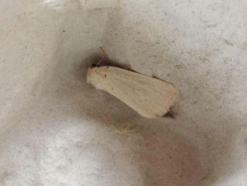 Photedes morrisii simonyisandori - Simonyi Sándor sásbaglya