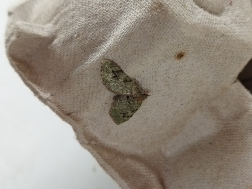 Chloroclystis v-ata - zöldes törpearaszoló