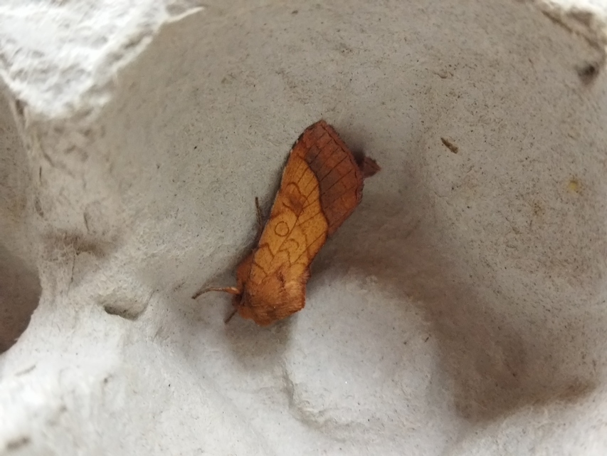 Pyrrhia umbra - iglicebagoly