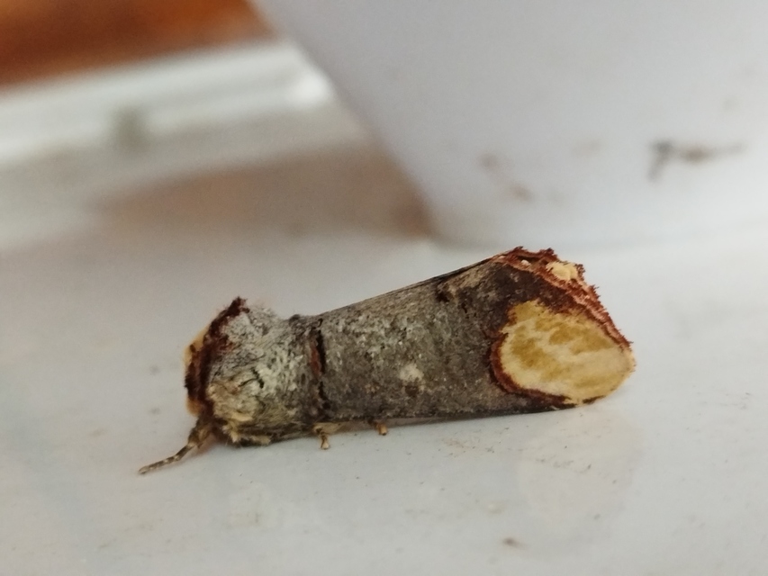Phalera bucephala - sárgafoltos púposszövő