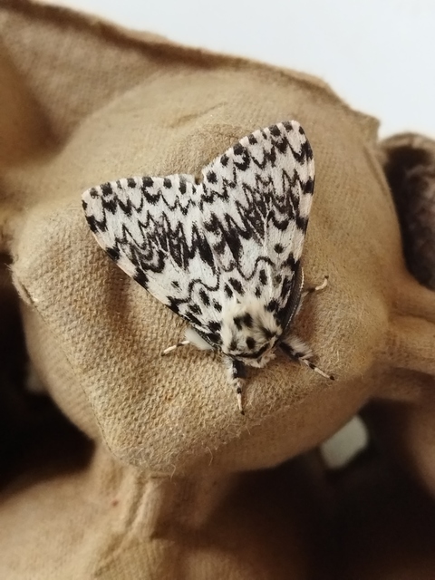 Lymantria monacha - apácalepke